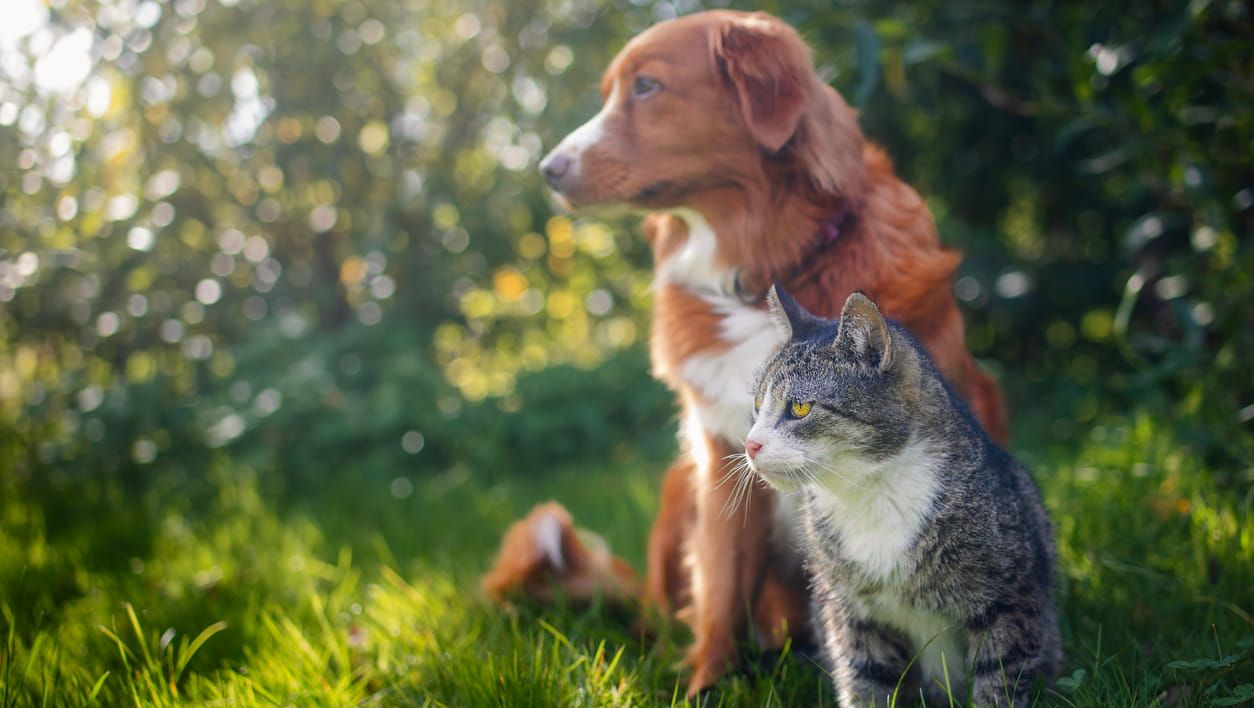Hund og katt sitter ute sammen på solrik dag